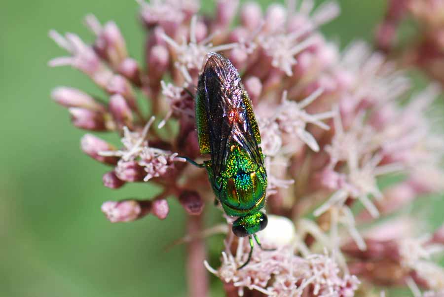 Spendido Chrysididae da ID: Stilbum cyanurum